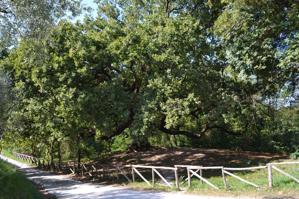 הוילה אלטופאשיו Casa Ginori מראה חיצוני תמונה